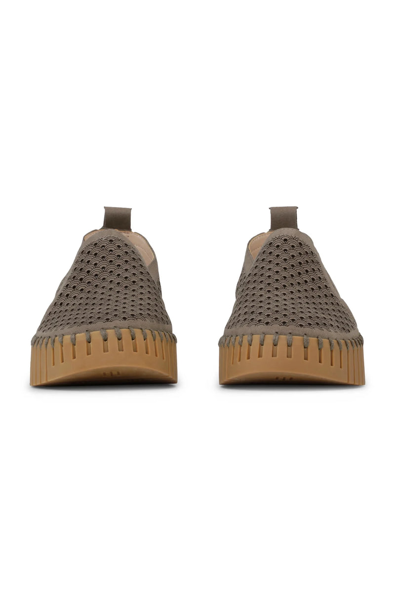 Tulip 4078 | Wheat