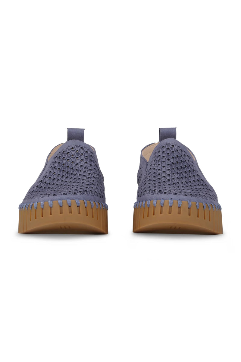 Tulip 4078 | Ombre Blue