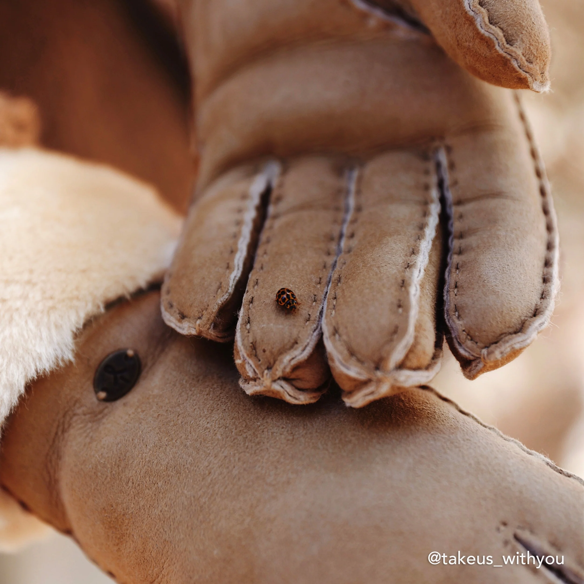Apollo Bay Gloves
