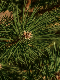 Sea Pines | PURA Diffuser