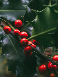 Mistletoe Kiss | PURA Diffuser